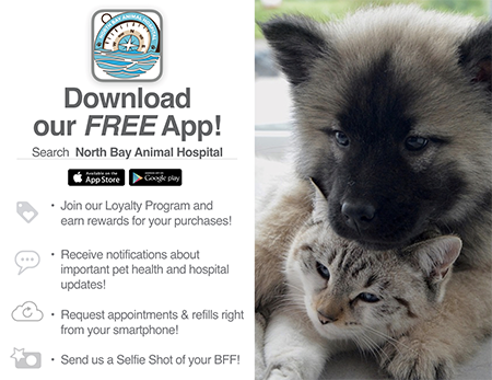 pet app