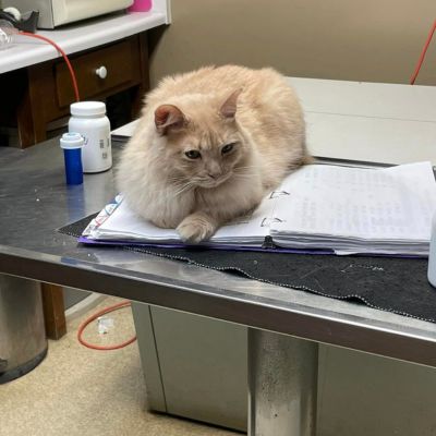 A cat perched on a desk