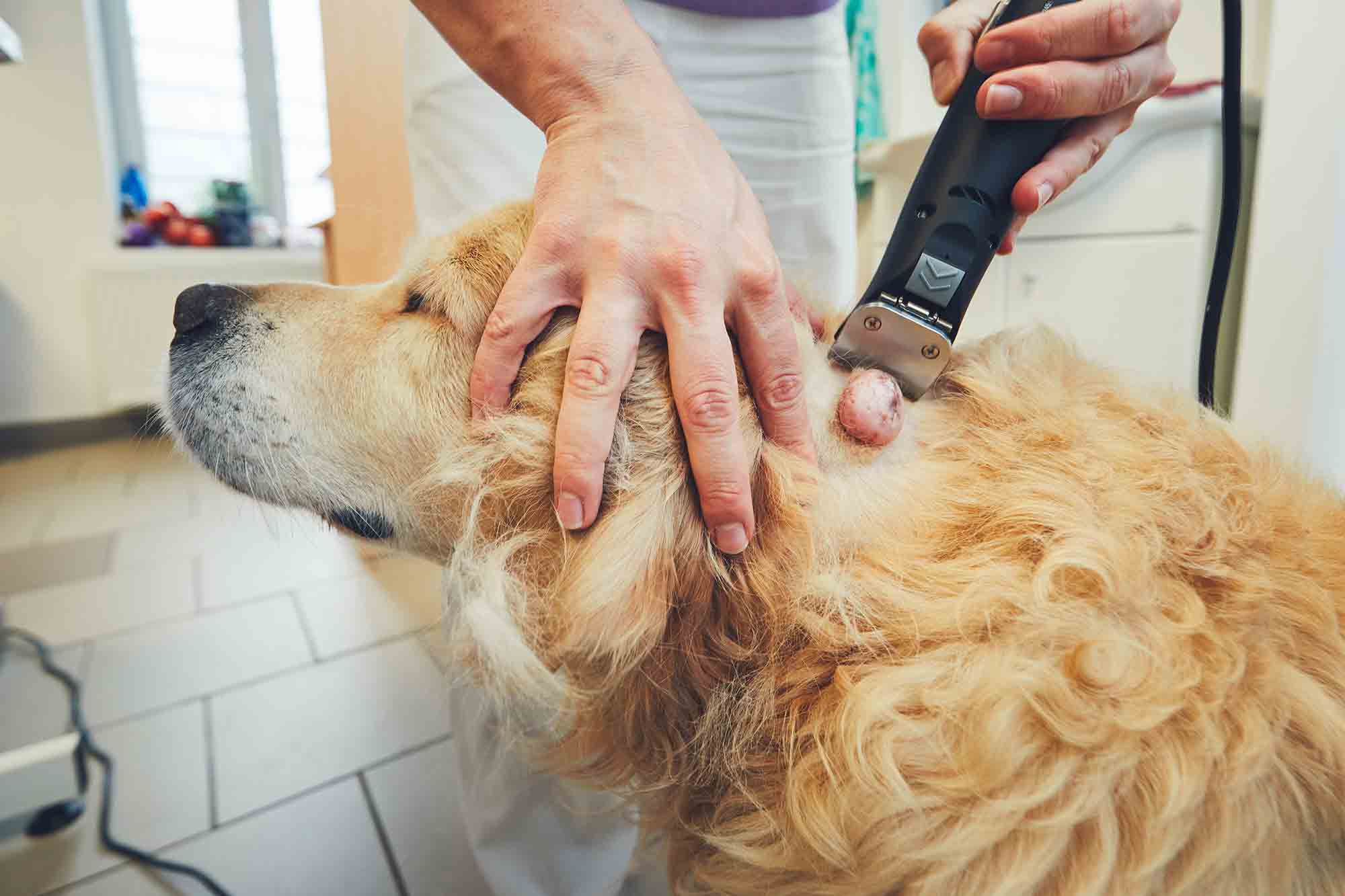 a person carefully remove the lumps of dog with machine