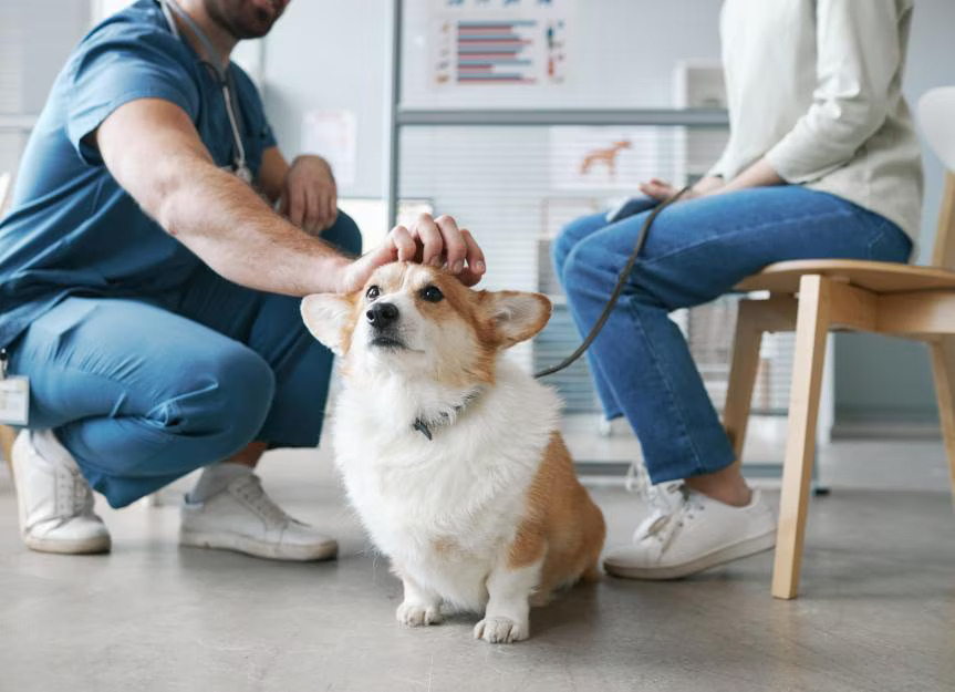 a person gently petting a dog in a veterinary office