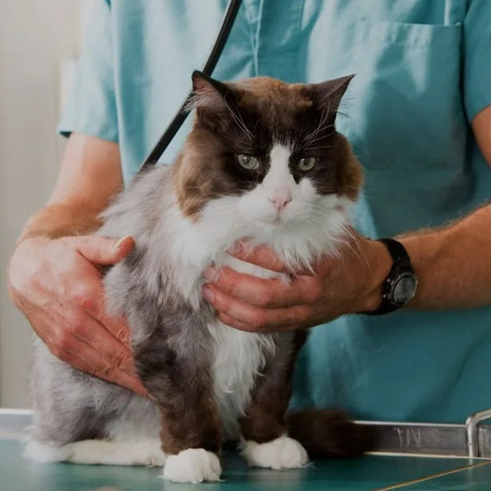 a vet checks a cat health on a table during a routine examination