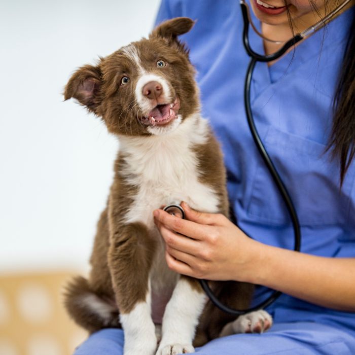 Female veterinarian in scrubs examining a dog