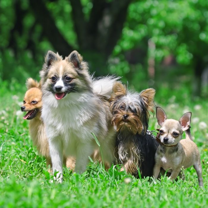 Four dogs standing in the grass