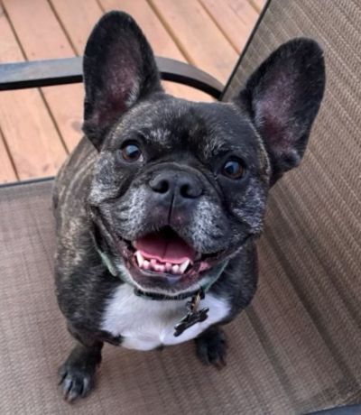 Dog sitting on a chair