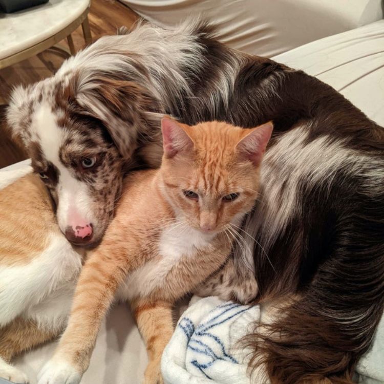 puppy and cat curled up together