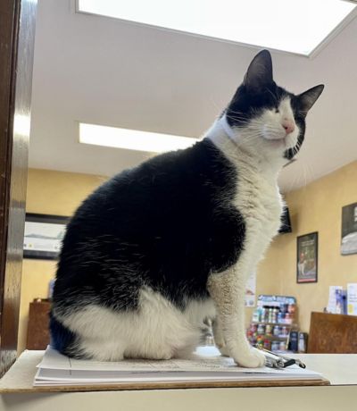 Stevie the clinic cat